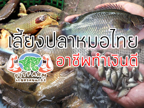 เลี้ยงปลาหมอไทยอาชีพทำเงินดี