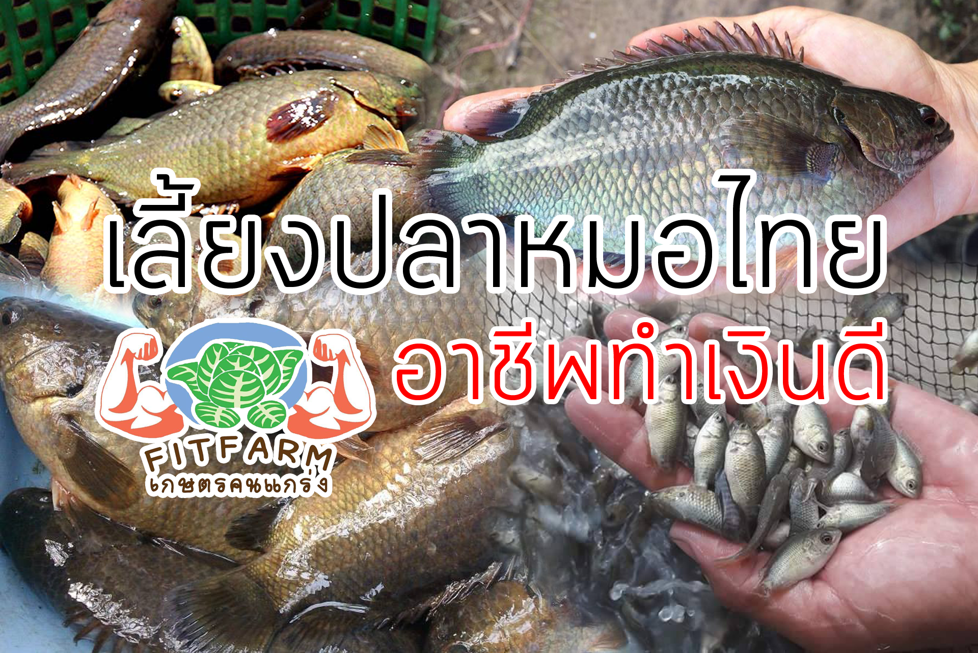 เลี้ยงปลาหมอไทยอาชีพทำเงินดี
